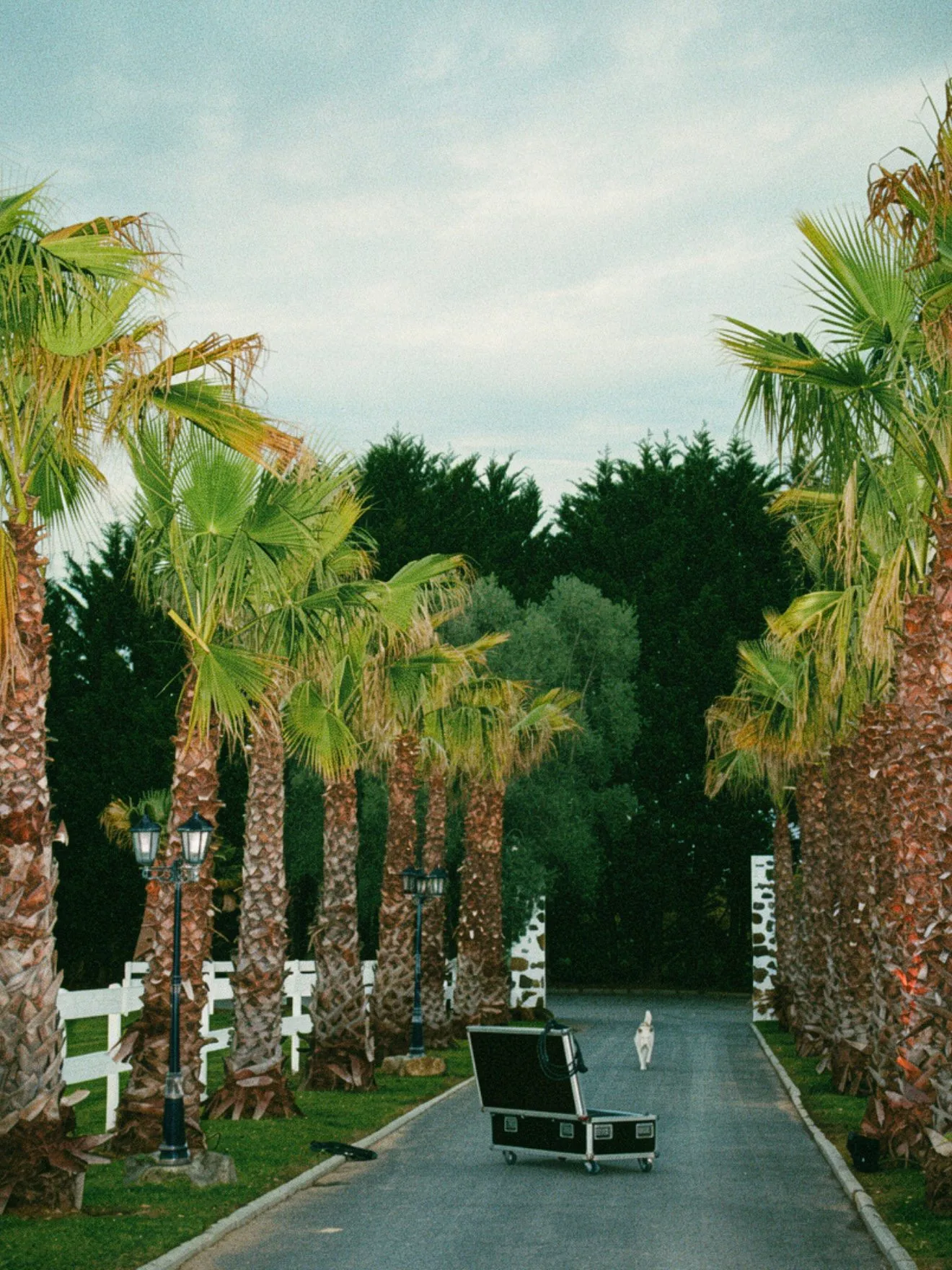 L'allée des palmiers, malle de tournage posée au milieu